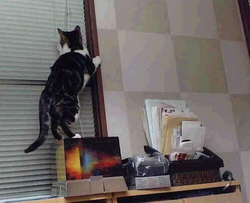 im体育app官方下载-全运会筹备工作科学高效推进，召开全运会