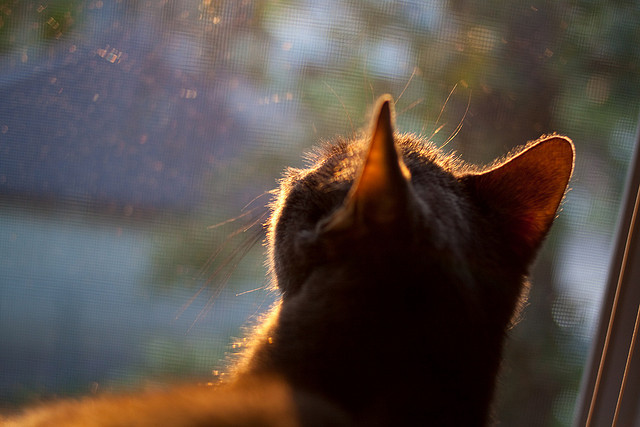 外教引进背后的体制难题，外教聘请政策