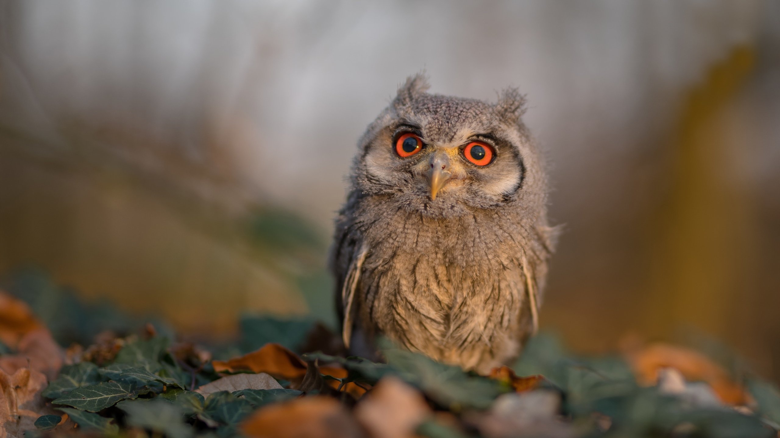 女子400自赛场掀起澳洲风暴，澳大利亚女子400米自由泳