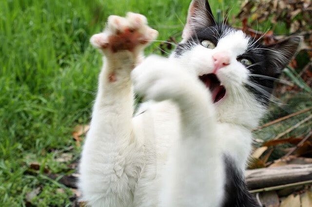 接力赛精彩收官 澳女队勇夺银，奥运会女子接力直播