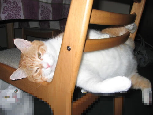 im体育官方平台-美国选手划水周期加快，冲刺更激进，划水冠军表情包