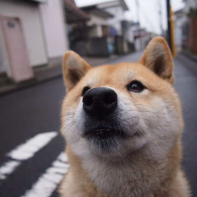 世界男子篮球锦标赛，阿根廷队全力出击，争夺荣誉，阿根廷男篮夺冠