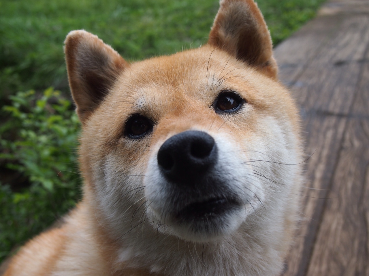 im电竞app官网-美洲杯激情四溢：明星创造奇迹！，美洲杯精彩集锦