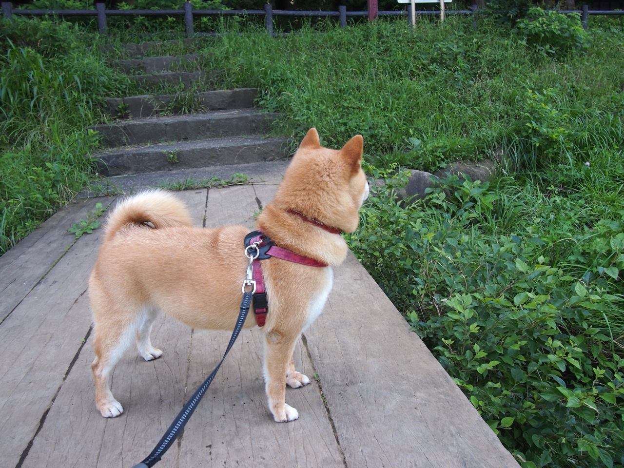 西甲飞跃精彩：每一次突破都令人振奋！