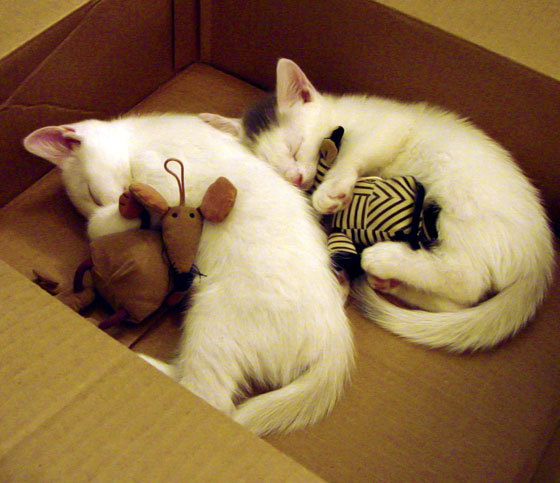 IM体育下载-谷爱凌雪地挑战高难度翻转动作，谷爱凌的采访让人看了就想学滑雪